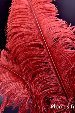 Strauss 2. Wahl, 50-60 cm - mixt karamell